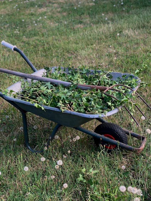 A metal wheelbarrow with a blue finish and a single black wheel, positioned on a grassy area with small white flowers. The wheelbarrow is filled with green garden waste, primarily consisting of leafy 